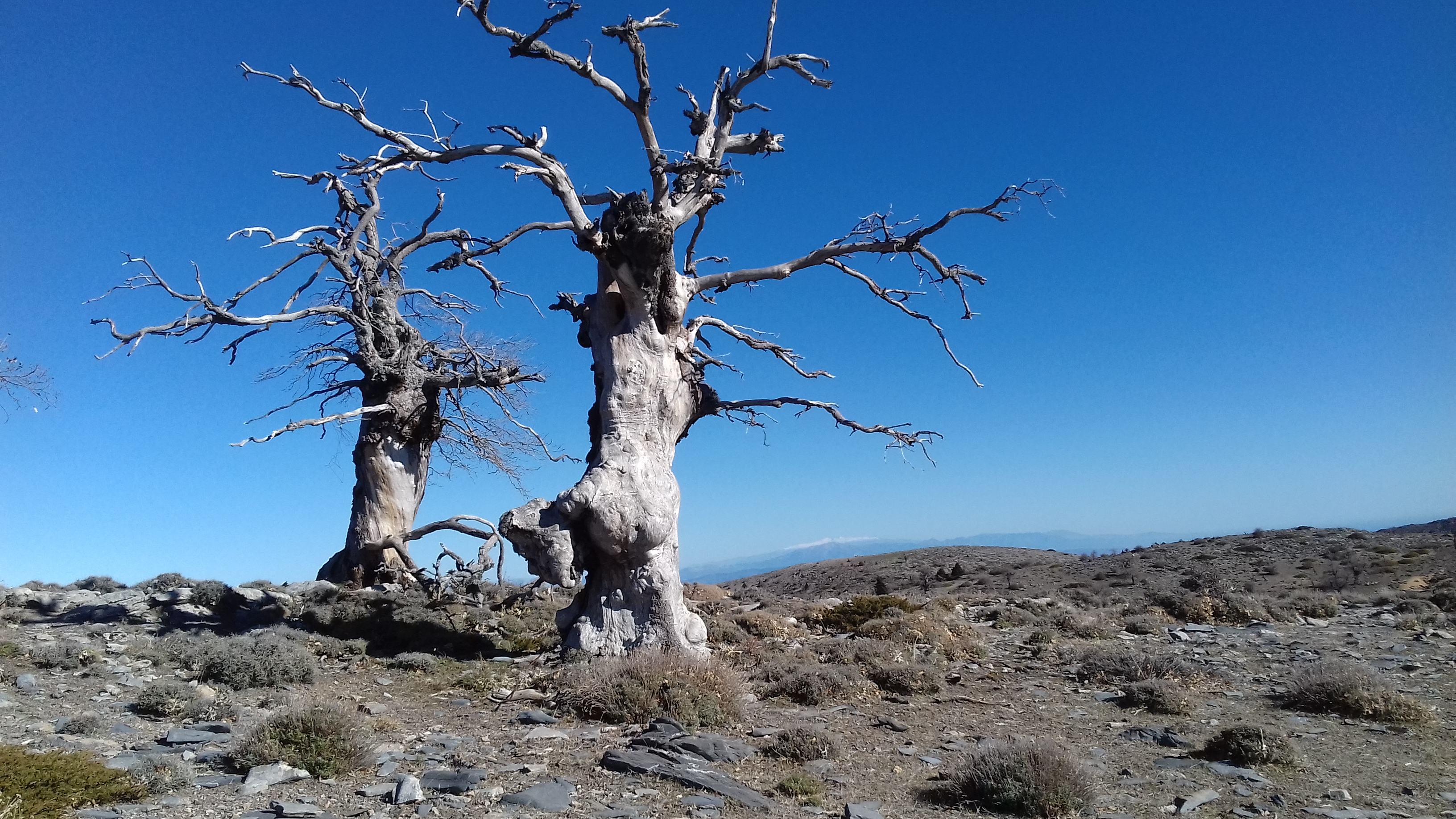 Sierra de las Nieves (Málaga)